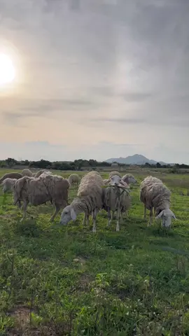 Đi chăn cừu cũng nhàn #chauninhthuan 