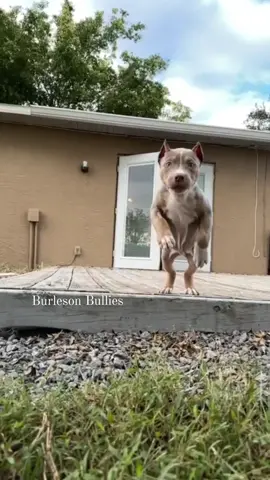 Fckn FEARLESS 🦏💪🥰🥰 Burleson's OCEAN #BubbaLoomis litter 🤤🤤 🐾🐾 We Don't Find Homes for new Dogs...We Match Perfect Homes for Perfect Pups 😊 www.Burlesonbullies.com 🐾🐾 #BurlesonBullies #GotTex #FckSloppy 