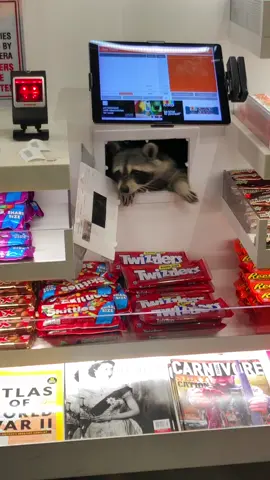 This little guy popped out of the wall next to me in the Philladelphia Airport to sneak a snack! #twizzlers #philly #phillytiktok #trickortreat #philadelphiaairport #raccoon #raccoonsoftiktok #cantmakethisup #candy #sneaky #funnyvideos 