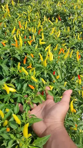 Buah cabe super lebat #MAKUKUBestGiftOfLove #DidYouYawn #fypシ #caberawit #cabe #pertanianindonesia #petanimodern #petanimilenial #petanimuda #petanisukses #petanicabaiindonesia #ceritatani #petani #pertanian #budidayacaberawit #budidayacabe #carabudidayacabe 