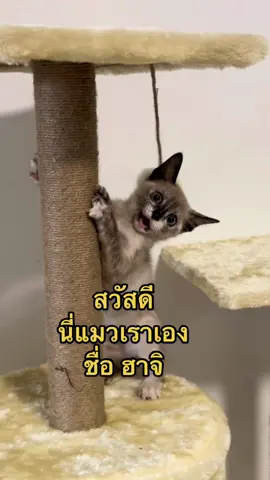 สวัสดี เราชื่อ ฮาจิ 🐱✨  #CapCut  #สวัสดีเราชื่อ #catsoftiktok #catlover #cat #HaJiCat8 