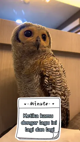 Bibib the Owl is not happy with this song 🤣🤣🤣 #bibibdailyactivity #bibibfamily #burunghantu #burunghantuindonesia #burunghantulucu #owllover #owltiktok #owltiktokcontest #owlstagram #owloftiktok 