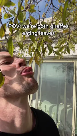 Tale as old as time #giraffes #giraffelover #hot #thirsttrap 