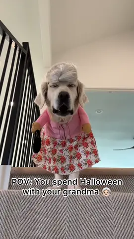Let grandma spoil you👵🏻💕#grandmasoftiktok #fyp #foryourpage #dogsofttiktok #dogcostume 