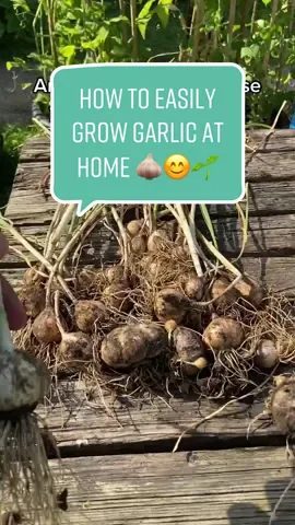 Growing garlic at home couldn’t be easier! If you have space you can grow garlic in the ground but if not use this method of growing in bags and containers, and trust me it will be the best tasting garlic ever!  😊🌱 #garlic #growyourownfood #organic #reuse #DIY #autumn #tips #harvest #zerowaste 