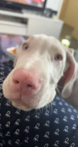 Don’t let those cute eyes fool you #puppy #greatdane #albinopuppy #dogsoftiktok #dog #puppytiktok 