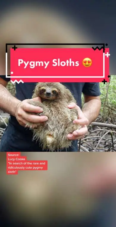 We would love to cuddle some tiny sloths! 🥰 Want to learn more about these adorable creatures and the fight to protect them and their habitat? Visit the 🔗in☣️ #TEDTalks #sloths #slothsoftiktok #pygmysloths #animalsoftiktok 