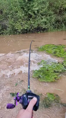 #fishing #pesca #wedkarstwo #siluro #sum #catfish #monsterfish #rivergishing #predatorfish #spinfishing #deporte #sports 