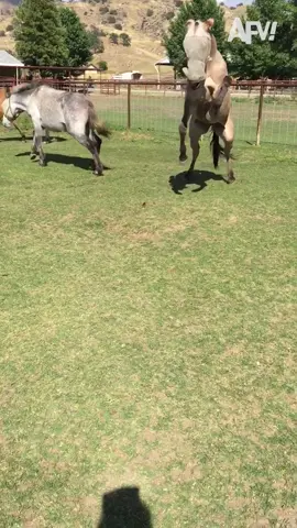 Wait for it #funnyvideos #horsesontiktok #fyp #funny