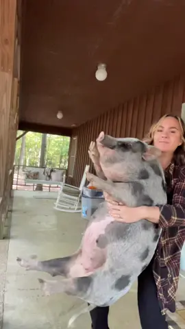 Idea stolen from @Penny Pig ❤️🐷 
