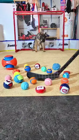 Maggie's not bothered by the distractions! #maggiethegoalie #hockey #NHL #dogsoftiktok #hockeytok #dogtricks 