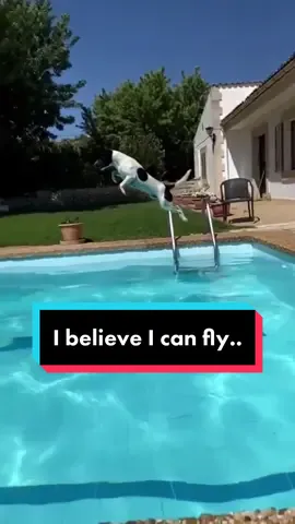 Flying into the weekend like.. 😅 (@Fly trui) #fyp #weekend #jackrussell #jackrussellterrier #PetsOfTikTok #animals #WeekendVibes 