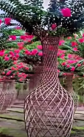 Bonsai Crepe Myrtle (Lagerstroemia indica ) shaping technique. Two only are available in egypt. If interested DM instagram. ##planticious 