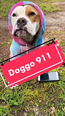 Doggo 911, what’s your emergency? Should I make this into a series? 🤔🐶💜 #dogsoftiktok #doglover #pitbullsoftiktok #chickennuggetthedog #doggo911 #funnydog 