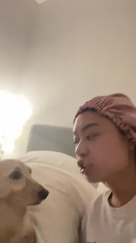 does anyone want a wiener dog? #dachshund #dachshundsoftiktok #dog #dogsoftiktok #pets #wienerdog #funny 