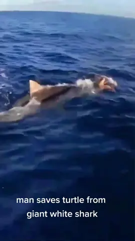 man saves turtle from giant white shark #sharkattack #shark #respect #rescue #foryou #foryourpage #fyp 