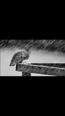 Eklemedir koca konak #😌🥀 #🎧🖤🎶🎵 #Y_O_R_G_U_N 