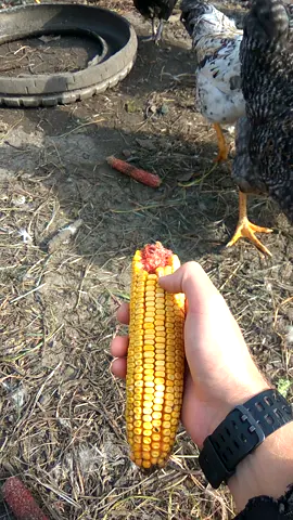 Кормимо курей кукурудзою) #курка #кормити #кукурудза #село #природа