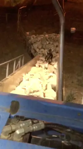 #keplie #kenworth #PetsOfTikTok #fyp #liveforthechallenge #livestock loading a few unloading a few working dogs 