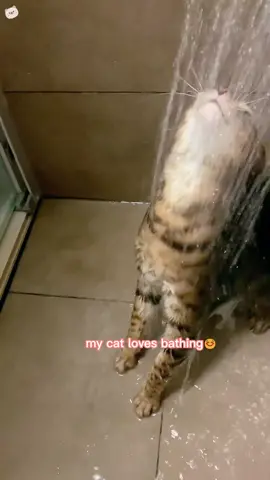 #cat #catsoftiktok #cats #catlover #cutecat #foryou #fyp #kitten#catshawar 