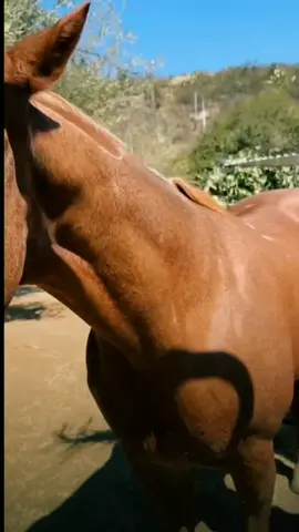 no es lo que piensas tik tok al caballo le gusta su belly rub #raventhehorse #caballos #parati #foryoupage #fyp #alfreditoolivas #sonora 