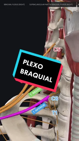 Esa pregunta me sigue persiguiendo #anatomia #medicina #foryou #fyp #parati 