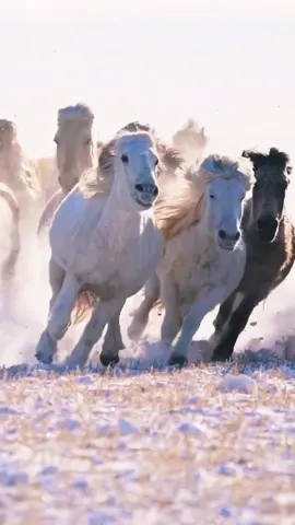 How handsome the horses are in the snow.    #horse #horses #Running #snow #winter #foryou