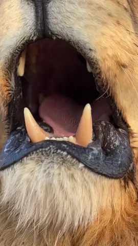 Those vocals are EVERYTHING #lionsanctuary #wherelionscanbelions 