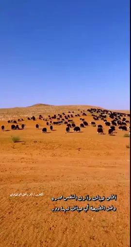 #طبيعة #أغنام #نجديه #نجد #نفود ‫#أبو_دخيل_الزلفاوي‬ ‫#الزلفي‬ ‫‬ ‫#طبخ‬ ‫#طبيعة #أفكار‬ ‫ ‫#كبسه‬ ‫#كشته‬ ‫#حب‬#جنوبيه‬ ‫#اكسبلور  #إكسبلورر #الاكسبلور ‬  ‫#تيكو‬ ‫#تيك_توك ‬