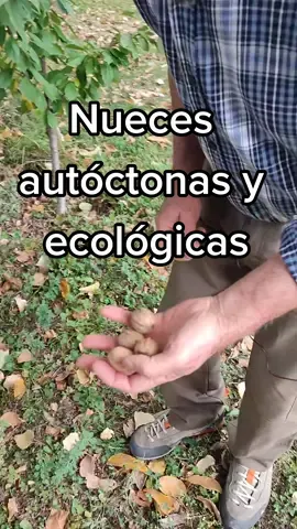 Con el otoño llega el momento de la recogida de nueces. Tenemos nuestra propia plantación de nogales y la mostramos cómo las recogemos y cómo las plantamos en su día. #Otoño #nueces #tutorial #viralvideo #rurallife #comidasaludable 