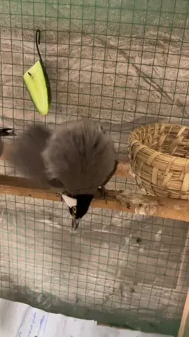 شنو يعني هاي الرقصه لان يوميه يرقص هجي #بلابل 