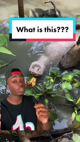 When your face looks like it should be censored, you know you are not one of God’s favorites #animals#nature#moreyouknow#LearnOnTikTok  