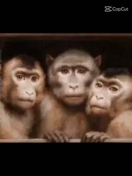 #CapCut #meme #3friends 😆😆😆