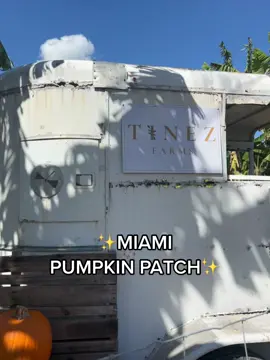 Pumpkin Patch but make it aesthetic 🎃 #miami #pumpkinpatch 