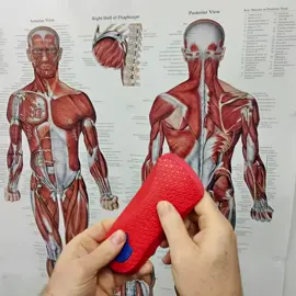 Support your feet with ergonx orthotic insoles.  The hard outer shell helps to support the feet #orthoticinsoles #hardshell #ergonx  #australia