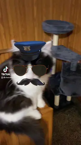 Officer Luzon on patrol 🤣 #catsoftiktok #catlovers #cats #spongebob 