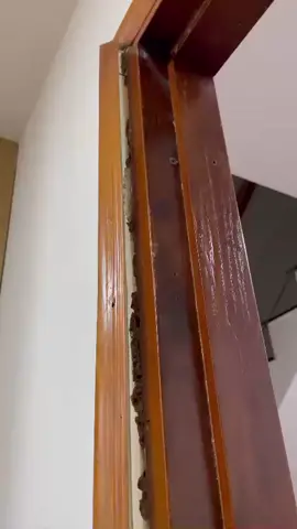 mối ăn hư khung cửa gỗ #dietcontrungso1 #dietmoi 