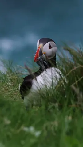 Puffin Life 🐧  #Scotland #ScotlandTikTok #ScotlandTravel #ScotlandForever #TravelTikTok #TravelBucketList #Shetland #ScottishIsles #PlacesToVisit #Puffin #Puffins   🎞 IG/megangjames