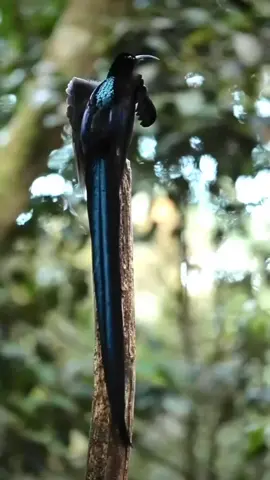 #nature #birdofparadise #blacksicklebillbird #blacksicklebillbirdofparadise #papua #indonesia #tiktok #fyp #fypシ #zhafirah🌸 