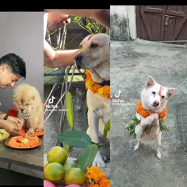 different in 1 day and 364 days 🙂😩#tiharvibes #dog #animals 