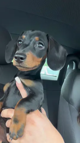 Literally gorgeous 😂 #fyp #dachshund #sausagedog #doxie #dog #teckel