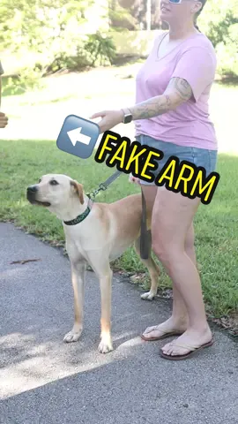 Sometimes we all need a helping hand, well in this case an arm. #dog #dogsoftiktok #DogTraining #dogs #doggo #doglove #dogmom #dogtrainer #puppy #puppylove #FomotionalFinds #fyp