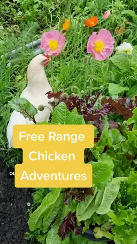 Our free range chickens getting up to mischief ! And I wouldn’t have it any other way.  #pets #chickens #ggthegardengirl #gardening #cottagecore #cottagelife 