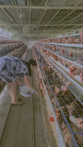 kerja keras ya cantik krn cantik aja gk cukup krn cantik butuh duit🤭😂 #pejuangreceh #peternakayampetelur #wanitamandiri 