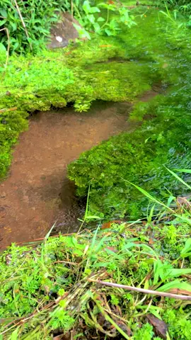 Ingget ka lembur #ingetkamantan #isukisukhudangsarelulugukeneh #popsunda #lagusunda #lagusundaviral #lagusundalucu #sumedang #jawabarat #sawah #kampunghalaman #lembursunda #fypatuh #fypシ #xyzbca #fyppppppppppppppppppppppp #epyepe 