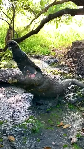 Saltwater crocodile nest to Just run 🐊😱 natures amazing animals #australia #saltwatercrocodile #crocodile  #run #animalsreact 