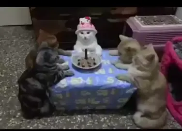#cats #cat #animals #animalfriends #meme #memeoftheday #happybirthday 