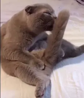 Hot Cat 🤒 #cat #fy #sexy #romantic #viral 