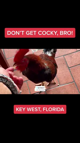 The wild cocks of Key West run wild everywhere on the island, including inside open air restaurants on Duval Street!    This little bro tried to bring the heat to The Train, but he thought better of it. He realized he was messing with a guy who can put away massive amounts of chicken wings!  Wise decision. Live to see another day!  If you haven’t been to Key West, put it on your travel list. I always say that it was MUCH more fun than I had imagined, and would go back in a heartbeat!  MOE TRAIN APPROVED!   #keywestflorida #keywest #keywestfl #keywestphotographer #travel #SWFL #FYP #swflstrong #florida #swflorida #featureme #featured #featurethis #animals #rooster #keywestroosters #funny #chickendance #chickendancechallenge #duval #duvalstreet #keywesttravel #Vlog #vlogs #hurricane #hurricaneian #puntagordafl #puntagorda #portcharlotte  