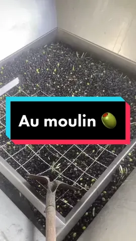 Comment récupère t’on l’huile d’une #olive ?  Voici le procédé via une chaîne d’extraction continue (moulin). Les olives sont effeuillées, lavées, broyées, malaxées puis passent en centrifugeuse pour séparer la pâte de l’huile. S’en suit un passage dans le séparateur pour séparer l’eau de l’huile 🤗  #corse #corsica #korsika #oil #oliveoil #foryou #fyp #fypシ #organic #wow #goodtoknow #discovery #huiledolive #huiledolivecorse #corsicanlife #agriculture #farm #2022 #agriculturebiologique 